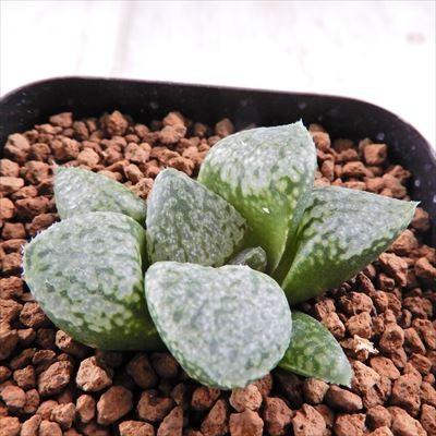 多肉植物 Naハオルチア B型ブラックデビル 青木コントラスト Pw 2 隈取 実生苗 多肉植物 ハオルチア 1118 09 現品販売 7 5cmポット Z フラワーネット日本花キ流通 通販 Yahoo ショッピング