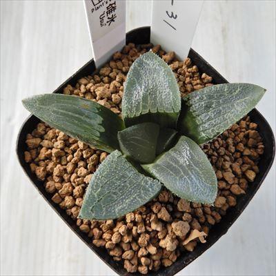 多肉植物 Naハオルチア 碓氷 多肉植物 ハオルチア 1118 31 現品販売 7 5cmポット Z フラワーネット日本花キ流通 通販 Yahoo ショッピング