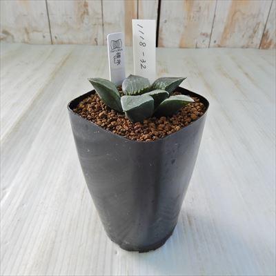 ハオルチア　オマケ CATEGORY ハオルチア | Green Note