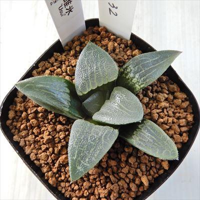 多肉植物 Naハオルチア 碓氷 多肉植物 ハオルチア 1118 32 現品販売 7 5cmポット Z フラワーネット日本花キ流通 通販 Yahoo ショッピング