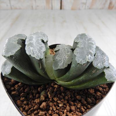 多肉植物 Naハオルチア Burney バーニー 多肉植物 ハオルチア 1118 35