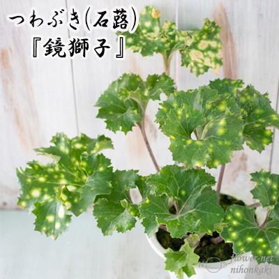 日本花キ流通 つわぶき（石蕗）鏡獅子 4号鉢 つわぶき 山野草 花苗