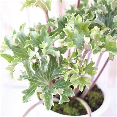厳龍牡丹　ツワブキ 日本花キ流通 つわぶき（石蕗）福寿牡丹 4号鉢 つわぶき 山野草 花苗