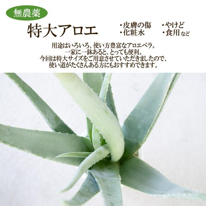 特大アロエベラ 5号鉢 送料無料 アロエ ベラ 苗 観葉植物 インテリア おしゃれ Z フラワーネット日本花キ流通 通販 Yahoo ショッピング
