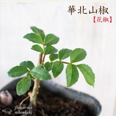 華北山椒 花椒 カホクサンショ 9cmポット 苗 山椒 庭木 果樹 サンショ ハーブ Z フラワーネット日本花キ流通 通販 Yahoo ショッピング