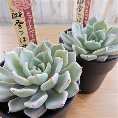 多肉植物 Oriミックスベリア No 028 雪つぼみ 多肉植物 おらいさん苗エケベリア 6cmポット Z フラワーネット日本花キ流通 通販 Yahoo ショッピング