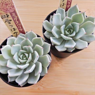 多肉植物 oriミックスベリア No.028 雪つぼみ おらいさん苗 送料無料