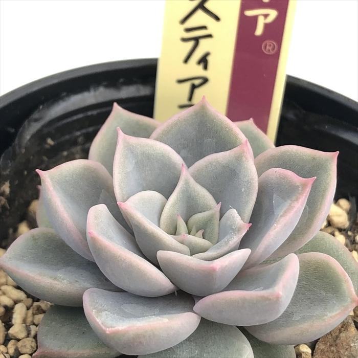 多肉植物 oriミックスベリア No.035 プリンセスティアラ お 多肉植物 oriミックスベリア No.035 プリンセスティアラ お