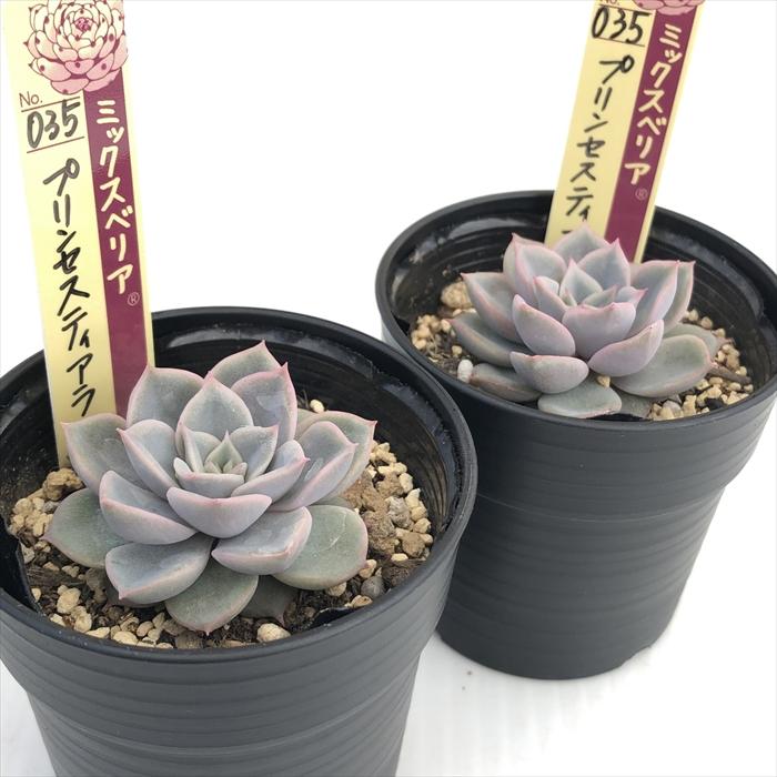 多肉植物 oriミックスベリア No.035 プリンセスティアラ お 多肉植物 oriミックスベリア No.035 プリンセスティアラ お