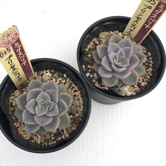多肉植物 oriミックスベリア No.035 プリンセスティアラ お 多肉植物 oriミックスベリア No.035 プリンセスティアラ お