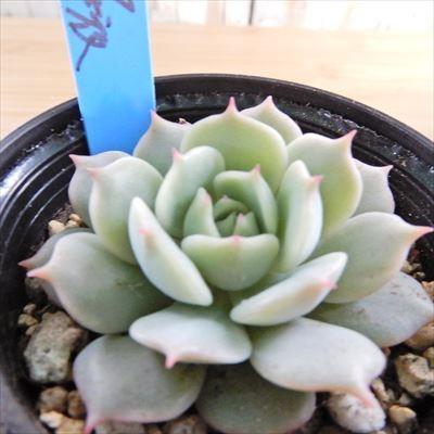 多肉植物 Oriエケベリア ローラ 静夜 多肉植物 おらいさん苗エケベリア 6cmポット Z フラワーネット日本花キ流通 通販 Yahoo ショッピング