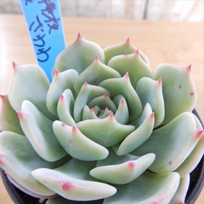 多肉植物 oriエケベリア 静夜×ざわわ おらいさん苗エケベリア 6cm