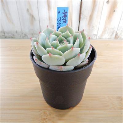 多肉植物 oriエケベリア 静夜×ざわわ おらいさん苗エケベリア 6cm