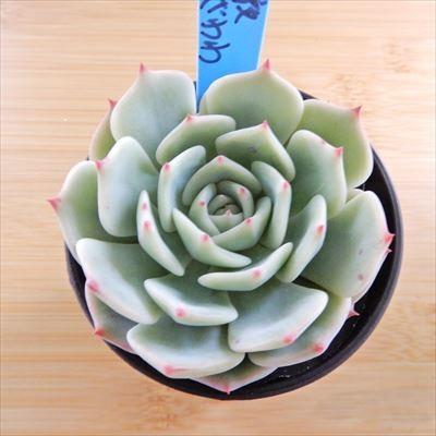 多肉植物 oriエケベリア 静夜×ざわわ おらいさん苗エケベリア 6cm