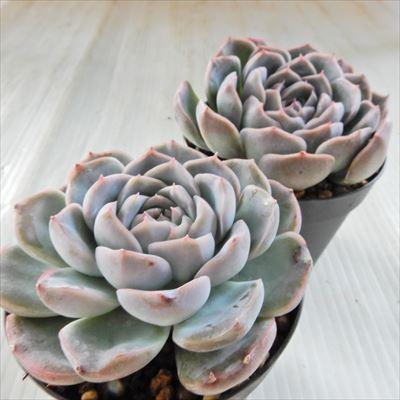 多肉植物 Swkエケベリア プリメラ 韓国苗 多肉植物 エケベリア 7 5cmポット Z フラワーネット日本花キ流通 通販 Yahoo ショッピング