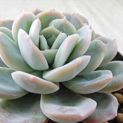 多肉植物 Swkエケベリア ラウイ レモンベリー エアーマジック 韓国苗 多肉植物 エケベリア 7 5cmポット Z フラワーネット日本花キ流通 通販 Yahoo ショッピング