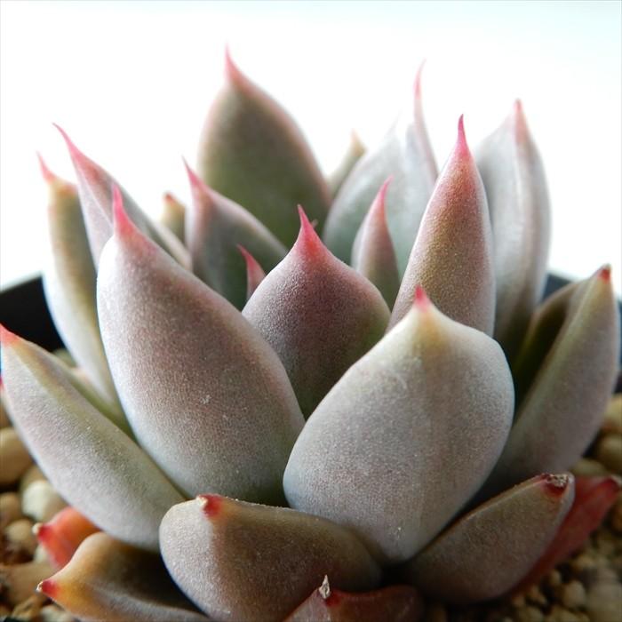 取扱 店舗 多肉植物 エケベリア レッドエボニー 韓国苗 008173e3 格安購入可能商品 -pn-batam.go.id 取扱 店舗 多肉植物 エケベリア レッドエボニー 韓国苗 008173e3 格安購入可能商品 -pn-batam.go.id
