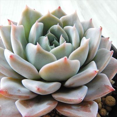 多肉植物 Swkエケベリア ヒアリナ ラウイ 韓国苗 多肉植物 エケベリア 7 5cmポット Z フラワーネット日本花キ流通 通販 Yahoo ショッピング