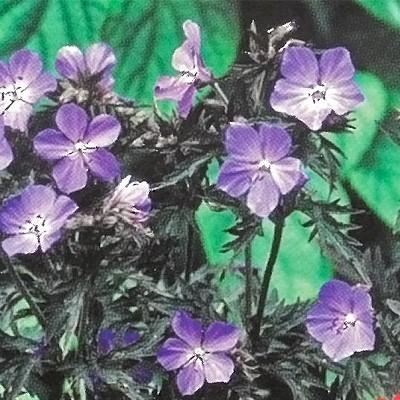日本花キ流通 予約販売 宿根草の咲く庭 ゲラニューム 苗 ダーク