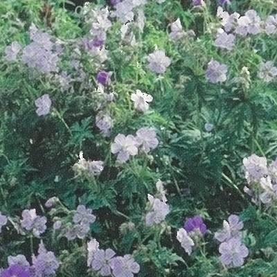 予約販売 宿根草の咲く庭 ゲラニューム ミセスケンドールクラーク 宿根草苗 9cmロングポット ガーデニング 多年草 フウロソウ ゲラニウム 11月中旬以降発送 Z フラワーネット日本花キ流通 通販 Yahoo ショッピング