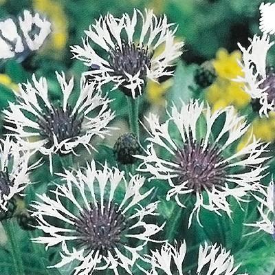 予約販売 宿根草の咲く庭 セントーレア パープルハート 宿根草苗 9cmロングポット ガーデニング 多年草 ヤグルマギク 11月中旬以降発送 Z フラワーネット日本花キ流通 通販 Yahoo ショッピング