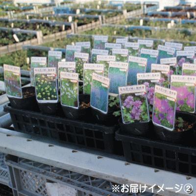 予約販売 宿根草の咲く庭 セントーレア パープルハート 宿根草苗 9cmロングポット ガーデニング 多年草 ヤグルマギク 11月中旬以降発送 Z フラワーネット日本花キ流通 通販 Yahoo ショッピング