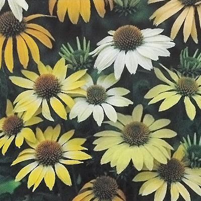 予約販売 宿根草の咲く庭 エキナセア メローイエロー 一重 宿根草苗 9cmロングポット ガーデニング 多年草 ムラサキバレンギク 11月中旬以降発送 Z フラワーネット日本花キ流通 通販 Yahoo ショッピング