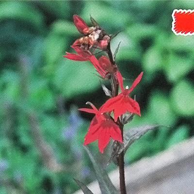 予約販売 宿根草の咲く庭 ロベリア クイーンビクトリア 宿根草苗 9cmロングポット ガーデニング 多年草 11月中旬以降発送 Z フラワーネット日本花キ流通 通販 Yahoo ショッピング