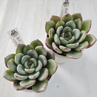 多肉植物 yukエケベリア 紅司×ラウリンゼ 優木園さんの苗 送料無料