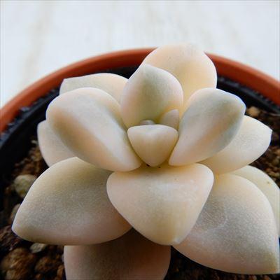 多肉植物 Hmグラプトベリア ティテュバンス錦 多肉植物 グラプトベリア 6cmポット Belle Ile Nature Org