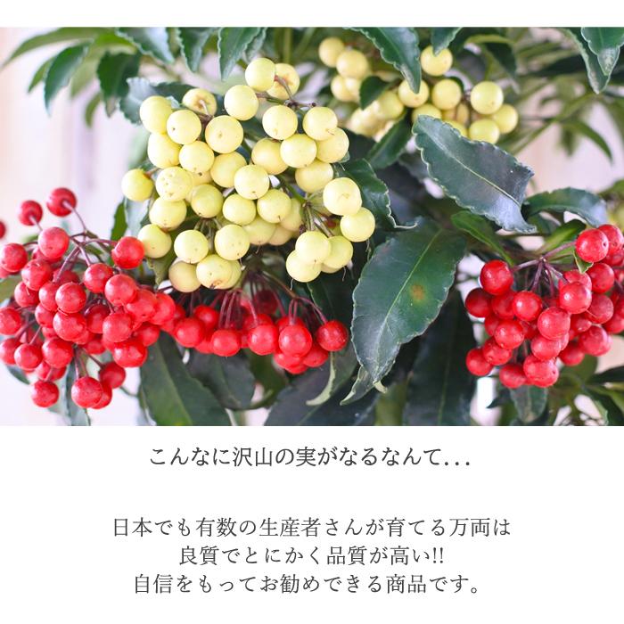 日本花キ流通 紅白万両 6号鉢 送料無料 ラッピング付 万両 マンリョウ お祝い お歳暮 お正月 縁起物 ギフトプレゼント 鉢植え 鉢花 ...