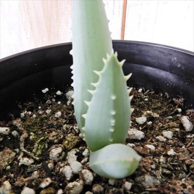 即日出荷 多肉植物 Ca アロエ ピランシー 実生 多肉植物 アロエ 7 5cmポット Z フラワーネット日本花キ流通 通販 Yahoo ショッピング 時間指定不可 Www Jolimmo Ch