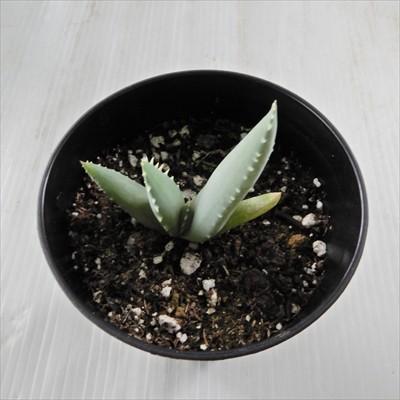 日本花キ流通 多肉植物 ca アロエ ピランシー 実生 多肉植物 アロエ
