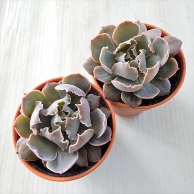 多肉植物 Hmエケベリア シャビアナ ピンクフリル 多肉植物 エケベリア 6cmポット Z フラワーネット日本花キ流通 通販 Yahoo ショッピング