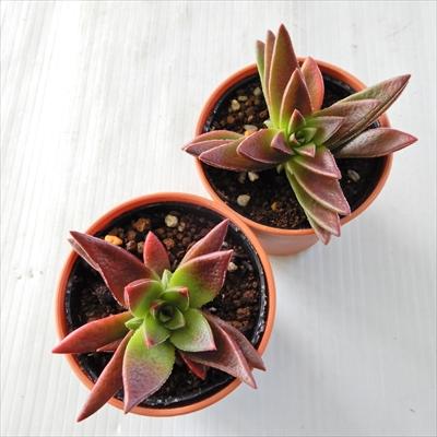 日本花キ流通 多肉植物 hmクラッスラ 赫麗 カクレイ 多肉植物