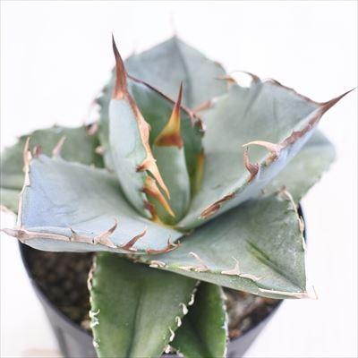 多肉植物 Caアガベ チタノタ 多肉植物 アガベ コーデックス 7 5cmポット Z192 001 001 フラワーネット日本花キ流通 通販 Yahoo ショッピング