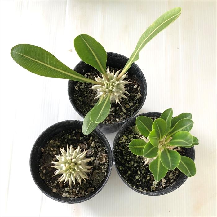 日本花キ流通 多肉植物 caパキポディウム レウコキサンツム 白花