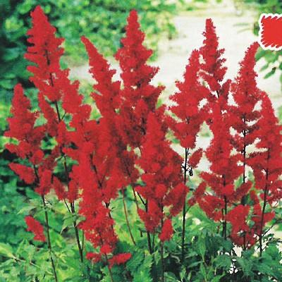 予約販売 宿根草の咲く庭 アスチルベ ファナル 宿根草苗 9cmロングポット ガーデニング 多年草 11月中旬以降発送 Z フラワーネット日本花キ流通 通販 Yahoo ショッピング
