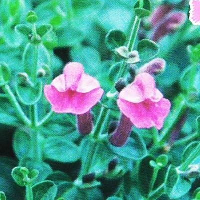 予約販売 宿根草の咲く庭 スクテラリア チェリースカルキャップ 宿根草苗 9cmロングポット ガーデニング 多年草 4月中旬以降発送 Z フラワーネット日本花キ流通 通販 Yahoo ショッピング