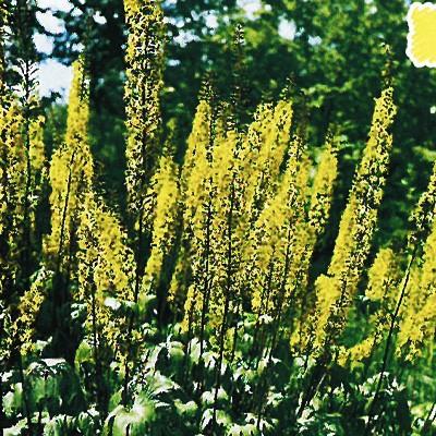 予約販売 宿根草の咲く庭 リグラリア プリゼワルスキー 宿根草苗 9cmロングポット ガーデニング 多年草 11月中旬以降発送 Z フラワーネット日本花キ流通 通販 Yahoo ショッピング