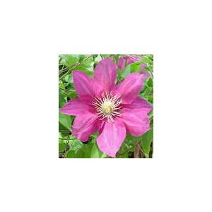 予約販売 クレマチス 苗 ジャックマニー系 カレン 落合さんのクレマチス 2年生苗 10 5cmポット 宿根草 Z フラワーネット日本花キ流通 通販 Yahoo ショッピング