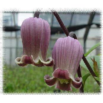 予約販売 クレマチス 苗 テキセンシス系 藤かほり 落合さんのクレマチス 2年生苗 10 5cmポット 宿根草 3月上旬以降発送 Z フラワーネット日本花キ流通 通販 Yahoo ショッピング