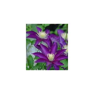 クレマチス 苗 パテンス系 白王冠 落合さんのクレマチス 2年生苗 10 5cmポット 宿根草 Z フラワーネット日本花キ流通 通販 Yahoo ショッピング