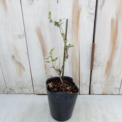 予約販売 クレマチス 苗 パテンス系 柿生 落合さんのクレマチス 2年生苗 10 5cmポット 宿根草 3月上旬以降発送 Z フラワーネット日本花キ流通 通販 Yahoo ショッピング