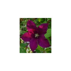 クレマチス 苗 ジャックマニー系 ボストーク 落合さんのクレマチス 2年生苗 10 5cmポット 宿根草 Z フラワーネット日本花キ流通 通販 Yahoo ショッピング