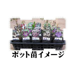 クレマチス 苗 プシュケ ビチセラ系 落合さんのクレマチス 2年生苗