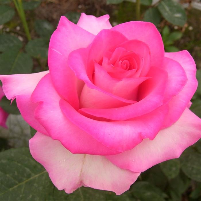 日本花キ流通 予約販売 バラ苗 バラ大苗 大輪 アンジェロゼ