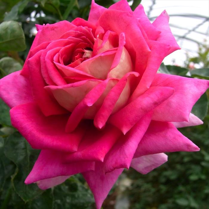 日本花キ流通 予約販売 バラ苗 バラ大苗 大輪 クローネンブルグ