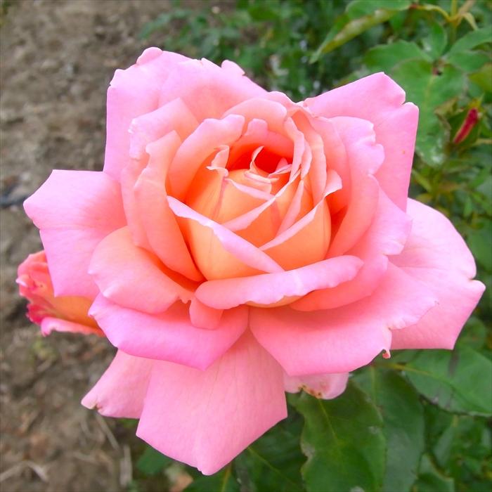 薔薇　苗木 日本花キ流通 予約販売 バラ苗 バラ大苗 大輪 ウエストミンスター