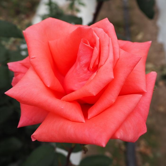 バラ苗　四季咲き　初心者向き　薔薇苗 バラ苗 四季咲き 初心者向き 薔薇苗 楽天市場】四季咲きバラ苗 【おと